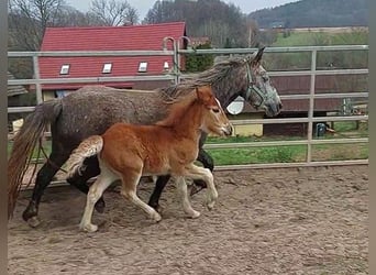 Cob Irlandese / Tinker / Gypsy Vanner, Giumenta, 1 Anno, Sauro