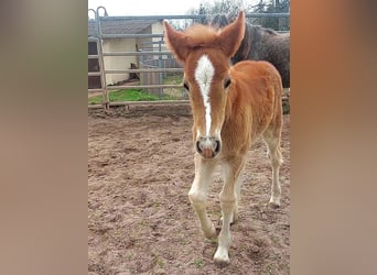 Cob Irlandese / Tinker / Gypsy Vanner, Giumenta, 1 Anno, Sauro