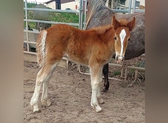 Cob Irlandese / Tinker / Gypsy Vanner, Giumenta, 1 Anno, Sauro