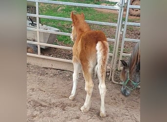 Cob Irlandese / Tinker / Gypsy Vanner, Giumenta, 1 Anno, Sauro