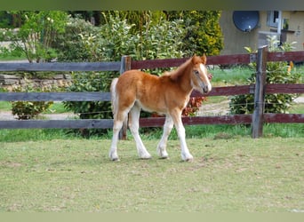 Cob Irlandese / Tinker / Gypsy Vanner, Giumenta, 1 Anno, Sauro