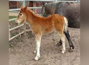 Cob Irlandese / Tinker / Gypsy Vanner, Giumenta, 1 Anno, Sauro