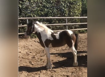 Cob Irlandese / Tinker / Gypsy Vanner, Giumenta, 2 Anni, 134 cm, Pezzato