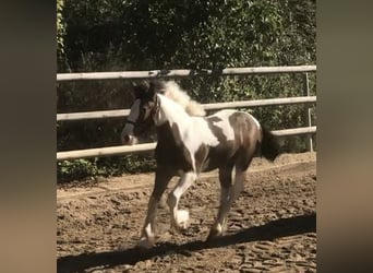 Cob Irlandese / Tinker / Gypsy Vanner, Giumenta, 2 Anni, 134 cm, Pezzato