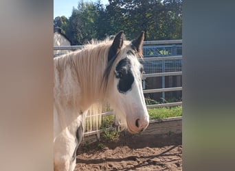 Cob Irlandese / Tinker / Gypsy Vanner, Giumenta, 2 Anni, 150 cm, Pezzato