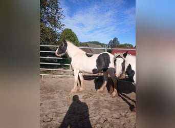 Cob Irlandese / Tinker / Gypsy Vanner, Giumenta, 2 Anni, 150 cm, Pezzato