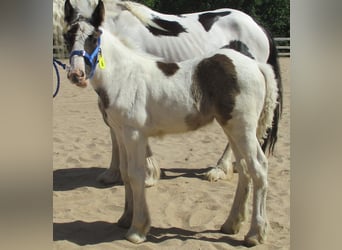 Cob Irlandese / Tinker / Gypsy Vanner, Giumenta, 2 Anni, 150 cm, Pezzato