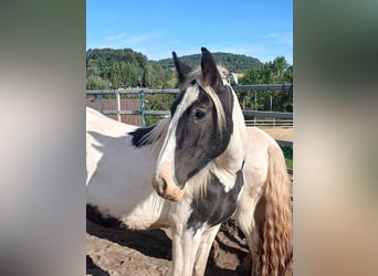 Cob Irlandese / Tinker / Gypsy Vanner, Giumenta, 2 Anni, 150 cm, Pezzato