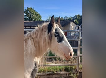 Cob Irlandese / Tinker / Gypsy Vanner, Giumenta, 2 Anni, 150 cm, Pezzato