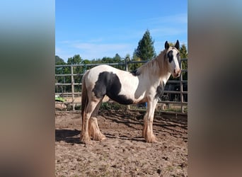 Cob Irlandese / Tinker / Gypsy Vanner, Giumenta, 2 Anni, 150 cm, Pezzato