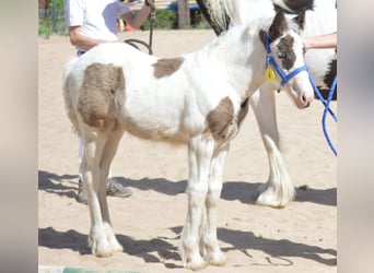 Cob Irlandese / Tinker / Gypsy Vanner, Giumenta, 2 Anni, 150 cm, Pezzato