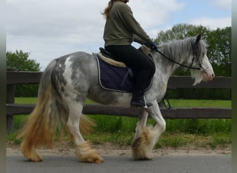 Cob Irlandese / Tinker / Gypsy Vanner, Giumenta, 3 Anni, 134 cm, Roano blu
