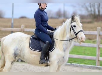 Cob Irlandese / Tinker / Gypsy Vanner, Giumenta, 3 Anni, 135 cm, Bianco