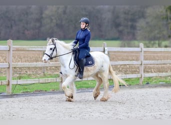 Cob Irlandese / Tinker / Gypsy Vanner, Giumenta, 3 Anni, 135 cm, Bianco