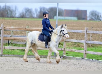 Cob Irlandese / Tinker / Gypsy Vanner, Giumenta, 3 Anni, 135 cm, Bianco