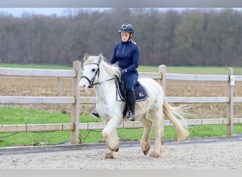 Cob Irlandese / Tinker / Gypsy Vanner, Giumenta, 3 Anni, 135 cm, Bianco