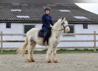 Cob Irlandese / Tinker / Gypsy Vanner, Giumenta, 3 Anni, 135 cm, Bianco