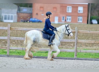 Cob Irlandese / Tinker / Gypsy Vanner, Giumenta, 3 Anni, 135 cm, Bianco