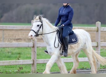 Cob Irlandese / Tinker / Gypsy Vanner, Giumenta, 3 Anni, 135 cm, Bianco