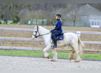 Cob Irlandese / Tinker / Gypsy Vanner, Giumenta, 3 Anni, 135 cm, Bianco