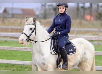 Cob Irlandese / Tinker / Gypsy Vanner, Giumenta, 3 Anni, 135 cm, Bianco