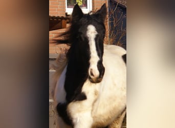 Cob Irlandese / Tinker / Gypsy Vanner, Giumenta, 3 Anni, 135 cm, Pezzato