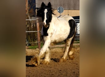 Cob Irlandese / Tinker / Gypsy Vanner, Giumenta, 3 Anni, 135 cm, Pezzato