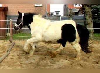 Cob Irlandese / Tinker / Gypsy Vanner, Giumenta, 3 Anni, 135 cm, Pezzato