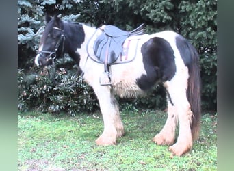 Cob Irlandese / Tinker / Gypsy Vanner, Giumenta, 3 Anni, 135 cm, Pezzato