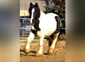 Cob Irlandese / Tinker / Gypsy Vanner, Giumenta, 3 Anni, 135 cm, Pezzato