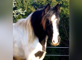 Cob Irlandese / Tinker / Gypsy Vanner, Giumenta, 3 Anni, 135 cm, Pezzato