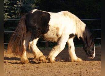 Cob Irlandese / Tinker / Gypsy Vanner, Giumenta, 3 Anni, 135 cm, Pezzato