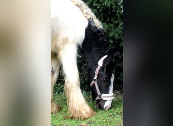 Cob Irlandese / Tinker / Gypsy Vanner, Giumenta, 3 Anni, 135 cm, Pezzato