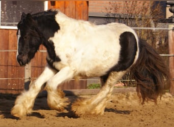 Cob Irlandese / Tinker / Gypsy Vanner, Giumenta, 3 Anni, 135 cm, Pezzato