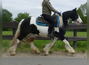 Cob Irlandese / Tinker / Gypsy Vanner, Giumenta, 3 Anni, 139 cm, Pezzato