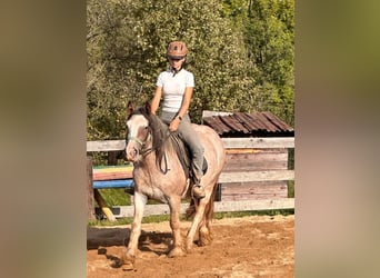 Cob Irlandese / Tinker / Gypsy Vanner, Giumenta, 3 Anni, 142 cm, Roano rosso