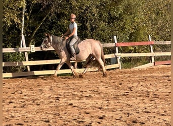 Cob Irlandese / Tinker / Gypsy Vanner, Giumenta, 3 Anni, 142 cm, Roano rosso