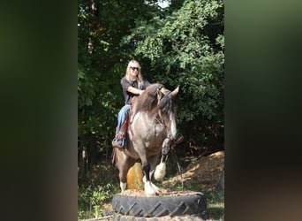 Cob Irlandese / Tinker / Gypsy Vanner Mix, Giumenta, 3 Anni, 145 cm, Grullo