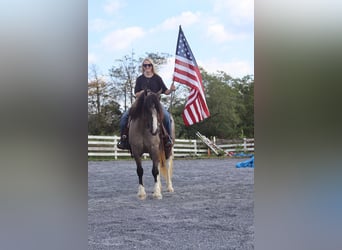 Cob Irlandese / Tinker / Gypsy Vanner Mix, Giumenta, 3 Anni, 145 cm, Grullo