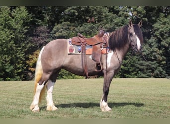 Cob Irlandese / Tinker / Gypsy Vanner Mix, Giumenta, 3 Anni, 145 cm, Grullo