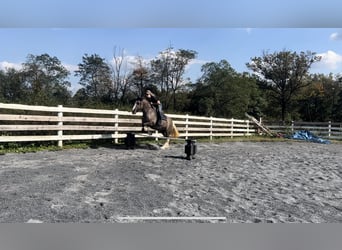 Cob Irlandese / Tinker / Gypsy Vanner Mix, Giumenta, 3 Anni, 145 cm, Grullo