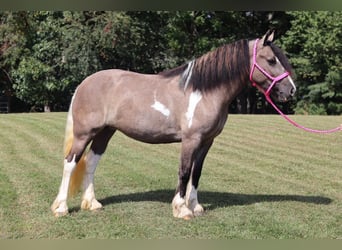 Cob Irlandese / Tinker / Gypsy Vanner Mix, Giumenta, 3 Anni, 145 cm, Grullo