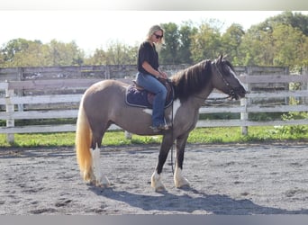 Cob Irlandese / Tinker / Gypsy Vanner Mix, Giumenta, 3 Anni, 145 cm, Grullo