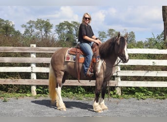 Cob Irlandese / Tinker / Gypsy Vanner Mix, Giumenta, 3 Anni, 145 cm, Grullo