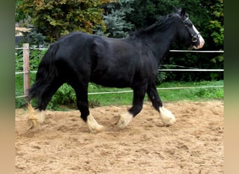 Cob Irlandese / Tinker / Gypsy Vanner, Giumenta, 3 Anni, 147 cm, Morello