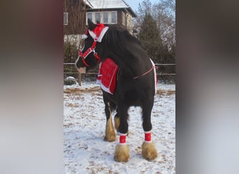 Cob Irlandese / Tinker / Gypsy Vanner, Giumenta, 3 Anni, 147 cm, Morello