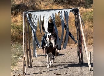 Cob Irlandese / Tinker / Gypsy Vanner, Giumenta, 3 Anni, 150 cm, Grullo