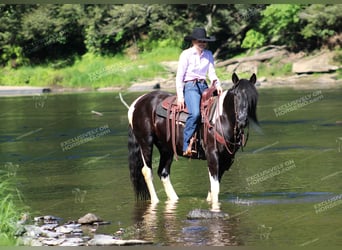 Cob Irlandese / Tinker / Gypsy Vanner, Giumenta, 3 Anni, 155 cm, Pezzato