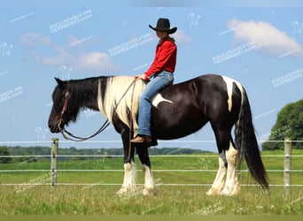 Cob Irlandese / Tinker / Gypsy Vanner, Giumenta, 3 Anni, 155 cm, Pezzato