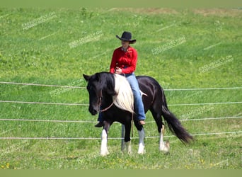 Cob Irlandese / Tinker / Gypsy Vanner, Giumenta, 3 Anni, 155 cm, Pezzato